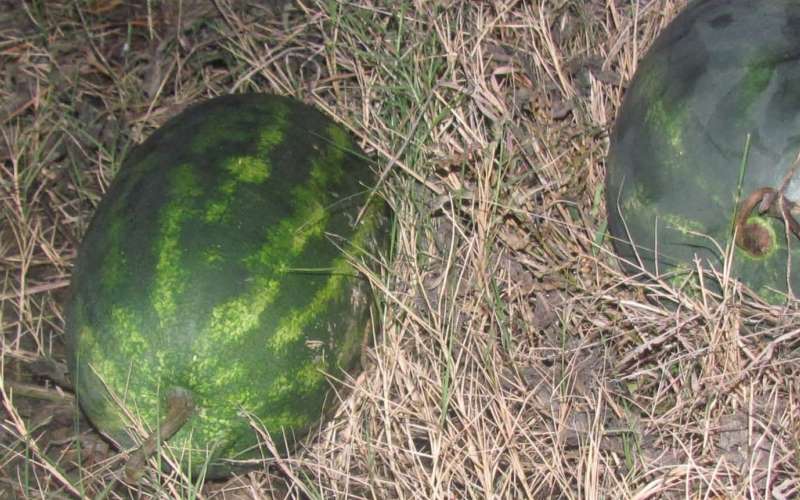 Watermelons.